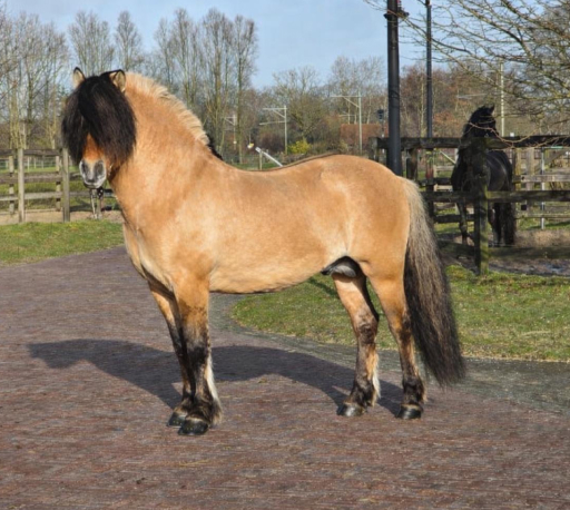 OlafSH op het erf