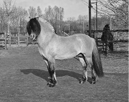 Stamboek